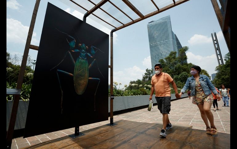 Los visitantes podrán apreciar 11 monumentales insectos a lo largo del recorrido dentro del Bosque de Chapultepec. EFE/J. Méndez