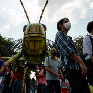 Fotogalería: Insectos gigantes invaden el Bosque de Chapultepec