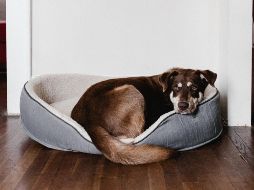 Protege a tu mascota en esta temporada vacacional. ESPECIAL/Photo by Andrew Neel on Unsplash.