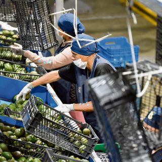 Jalisco está listo para vender aguacate a EU