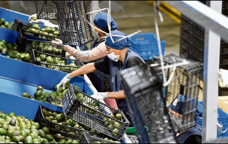 Arranque. En el Estado hay más 53 municipios que son productores de aguacate y se proyecta que certifiquen sus huertas para sumarse a la exportación. AFP
