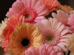 Villa Guerrero, Estado de México es el principal productor de gerberas. ESPECIAL/Photo by Regina Mansor on Unsplash.