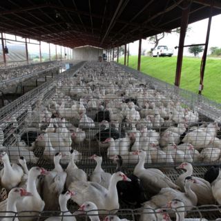 Autoridades detectan gripe aviar en patos de Indiana