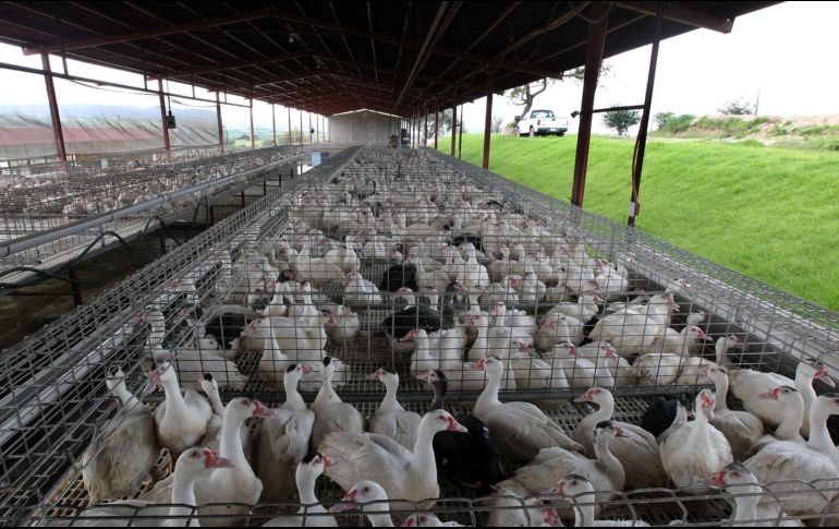 La junta de salud animal no ha dicho si los patos serán sacrificados. EL INFORMADOR/Archivo