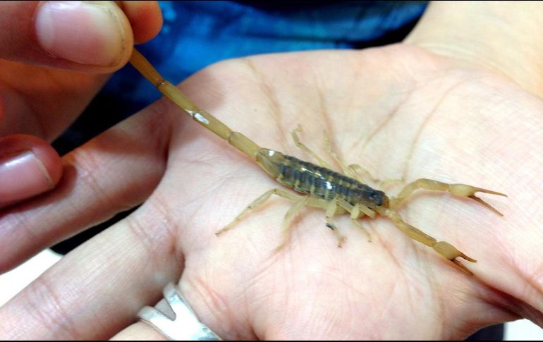 Autoridades recomiendan a la población que sufrieron de una picadura de alacrán, no automedicarse y no ingerir remedios caseros. NTX / ARCHIVO