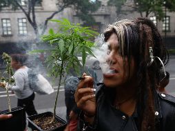 En Oaxaca, la Comisión Federal para la Protección Contra Riesgos Sanitarios (Cofepris) autorizó ya 26 licencias para la siembra y la producción de cannabis con uso medicinal. SUN/ ARCHIVO