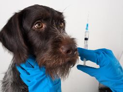 Es importante llevar a vacunar a tu mascota, pide su cartilla de vacunación para recordar las fechas de refuerzo. ISTOCK.