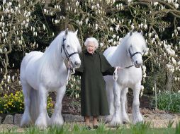 En vísperas de su cumpleaños 96, la Reina Isabel II del Reino Unido compartió un retrato oficial donde posó al lado de sus dos ponis blancos. AFP/ Henry Dallal