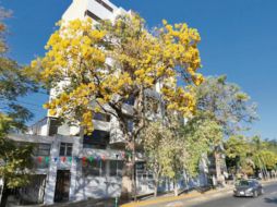 Las primaveras están entre los árboles que más gustan a los tapatíos por el color que dan a las calles de la ciudad. ESPECIAL