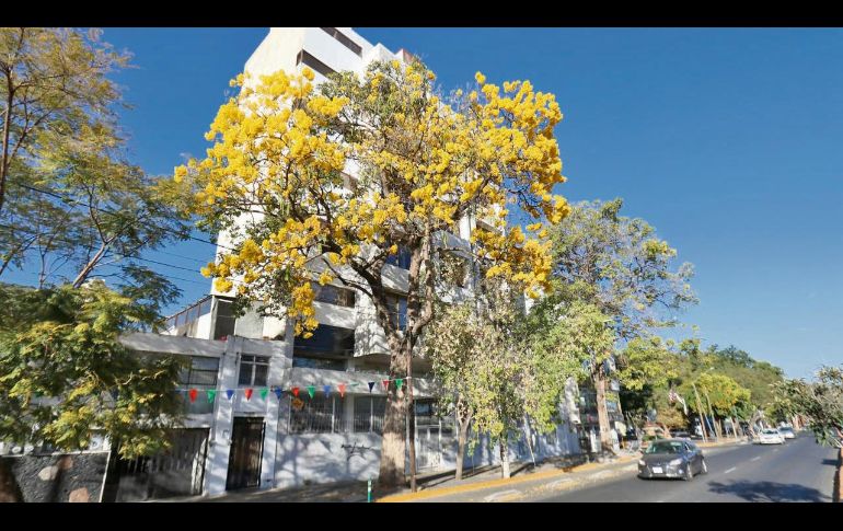 Las primaveras están entre los árboles que más gustan a los tapatíos por el color que dan a las calles de la ciudad. ESPECIAL