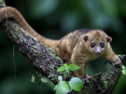 Disney Conservation Fund tiene como compromiso salvar la vida silvestre. EFE / ARCHIVO