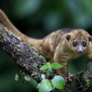 Día de la Tierra: Disney Conservation Fund celebra la naturaleza con "pequeñas acciones"