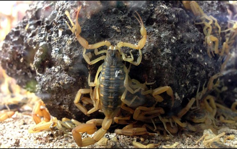 En caso de picadura se debe acudir de inmediato a una unidad médica. El abasto del antídoto está garantizado. NOTIMEX/Archivo