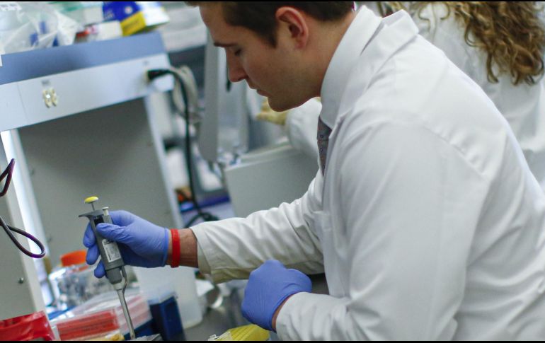 La investigación, además, sienta las bases para incorporar el uso de organoides en el proceso de descubrimiento de fármacos. AFP / ARCHIVO