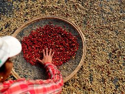 La demanda de café se ve condicionada con los altibajos de los mercados mundiales y la geopolítica. EFE/ F. BIZERRA