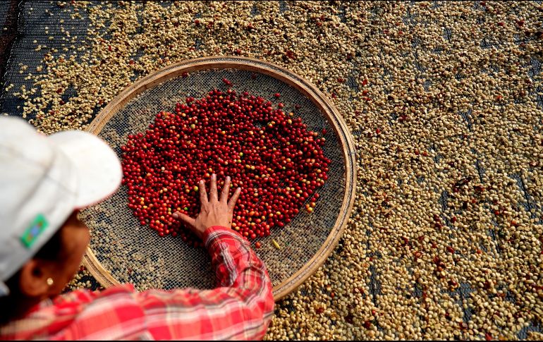 La demanda de café se ve condicionada con los altibajos de los mercados mundiales y la geopolítica. EFE/ F. BIZERRA