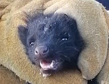 El zorrillo fue hallado adentro del motor de un coche en el cruce de las calles Ciprés y calle Fresno. ESPECIAL /