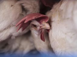 La gripe aviar H3N8 no es la única a la que se enfrenta China, en los últimos años se han registrado infecciones de otras cepas. ARCHIVO