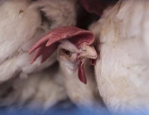 La gripe aviar H3N8 no es la única a la que se enfrenta China, en los últimos años se han registrado infecciones de otras cepas. ARCHIVO