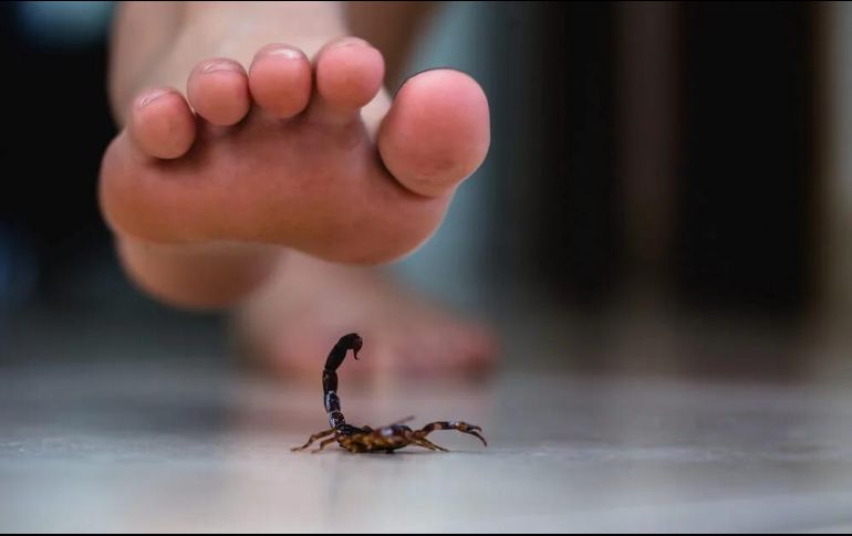 Las picaduras de alacrán son muy comunes, especialmente en este temporal de calor, por lo que es importante que sepas como reaccionar. ESPECIAL