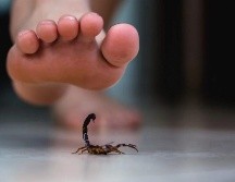 Las picaduras de alacrán son muy comunes, especialmente en este temporal de calor, por lo que es importante que sepas como reaccionar. ESPECIAL