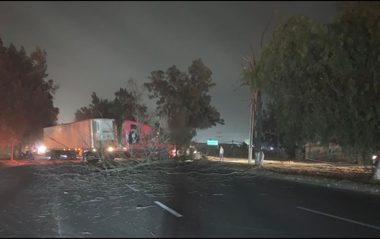 Un árbol que cayó obstruyó la Carretera a Chapala, por lo que hubo congestionamiento vial. ESPECIAL
