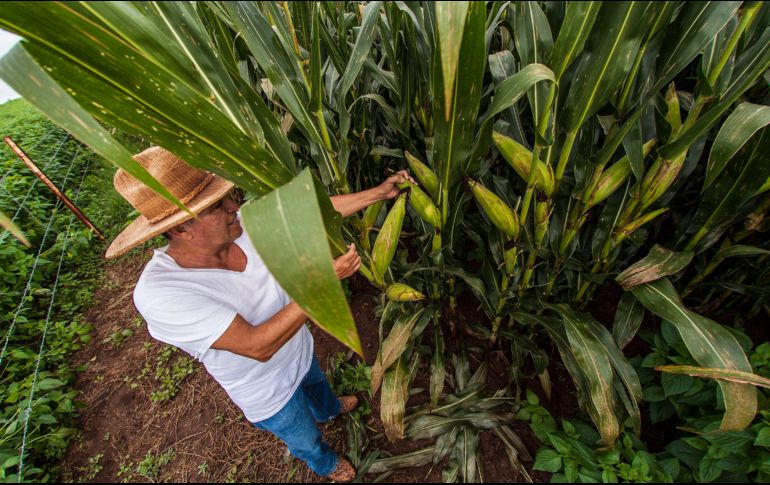 De acuerdo a López Obrador, 