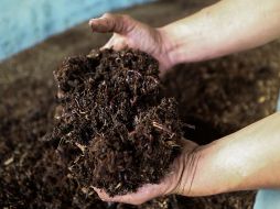 Antes de que existieran los fertilizantes químicos, los agricultores usaban la orina como abono natural. EL INFORMADOR / ARCHIVO