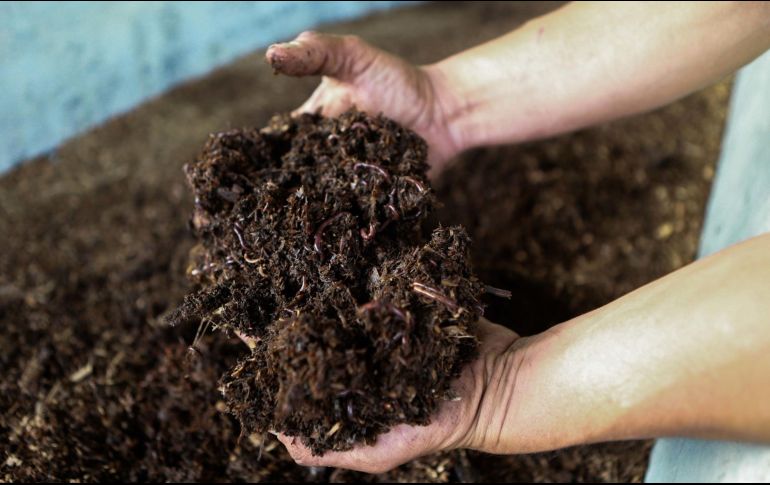 Antes de que existieran los fertilizantes químicos, los agricultores usaban la orina como abono natural. EL INFORMADOR / ARCHIVO
