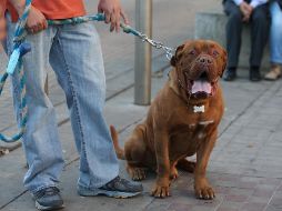Padres de familia podrán asistir este viernes con sus hijos a registrar a sus mascota a las oficinas centrales del Registro Civil. EL INFORMADOR/ARCHIVO