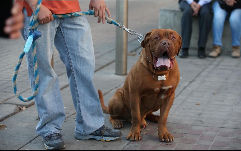 Padres de familia podrán asistir este viernes con sus hijos a registrar a sus mascota a las oficinas centrales del Registro Civil. EL INFORMADOR/ARCHIVO