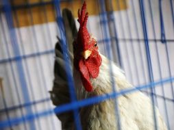 El hombre fue aislado y está siendo tratado con un medicamento antivirus. EFE / ARCHIVO