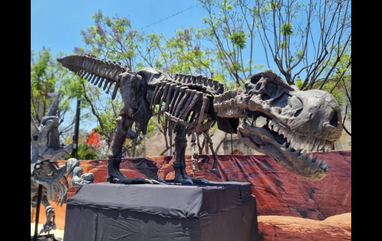 Familias enteras disfrutaron con los más pequeños de una prehistórica muestra que combina lo último en tecnología. EL INFORMADOR/G. Granados