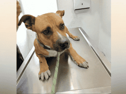 El perro permaneció por casi dos horas hasta que peritos trasladaron el cadáver de su dueño hacia el anfiteatro de la agencia ministerial. TWITTER / @evelyn_parraA