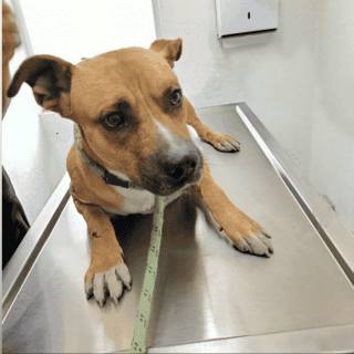 ¡Amigo fiel! Rescatan a perrito que cuidó el cadáver de su dueño