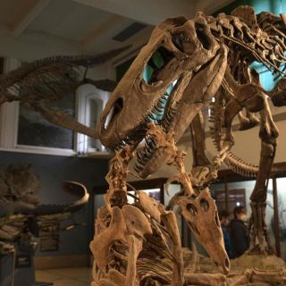 Conoce a "Maip", el mayor megaraptor descubierto en Argentina