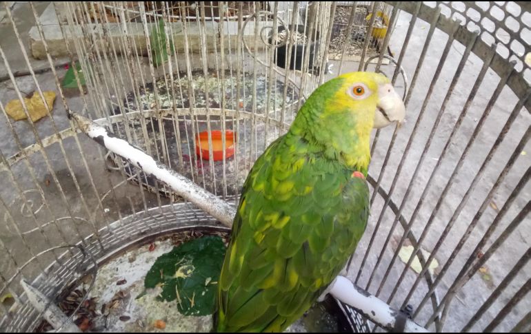 Los testigos de Jehová nunca se imaginaron que un ave les estaba contestando. NTX/ARCHIVO