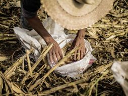 Medina Mora confió en que a mediano plazo se verá la reducción de precios cuando se aumente la producción de maíz y arroz. EL INFORMADOR / ARCHIVO