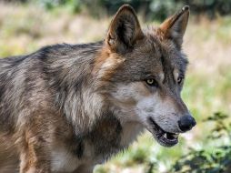 El menor de edad introdujo el brazo para llamar la atención del animal y poder acariciarlo, pero el lobo atacó al niño dejándolo herido de uno de sus brazos. Pixabay