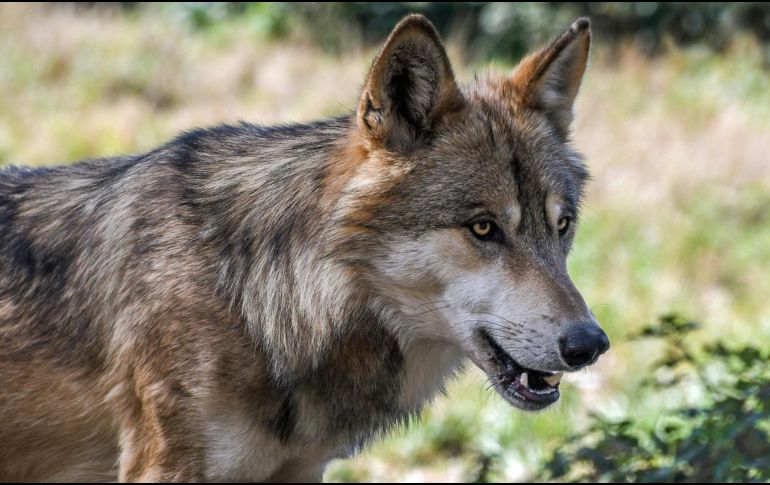 El menor de edad introdujo el brazo para llamar la atención del animal y poder acariciarlo, pero el lobo atacó al niño dejándolo herido de uno de sus brazos. Pixabay