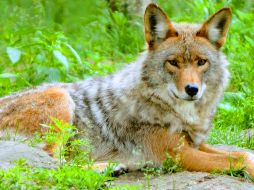 El niño invadió el área de los lobos y fue mordido en el brazo derecho. ESPECIAL/Foto de Yamine Kettal en Unsplash