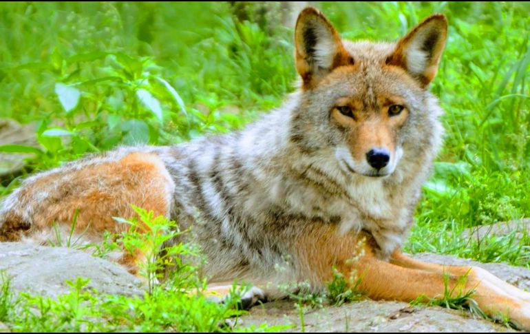 El niño invadió el área de los lobos y fue mordido en el brazo derecho. ESPECIAL/Foto de Yamine Kettal en Unsplash