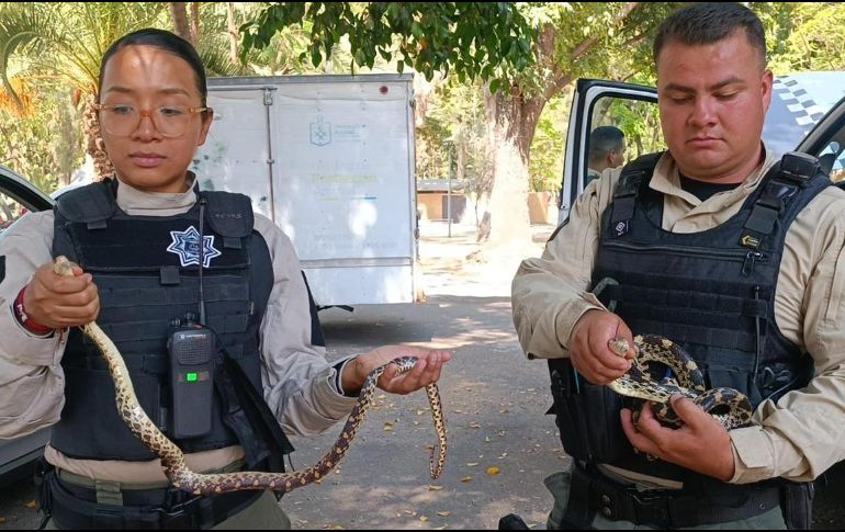 Los reptiles fueron llevados a la Unidad de Manejo Ambiental del Zoológico Villa Fantasía. ESPECIAL
