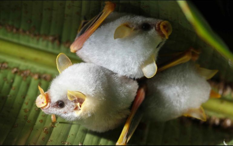 Imagen ilustrativa de un murciélago. EFE/ARCHIVO