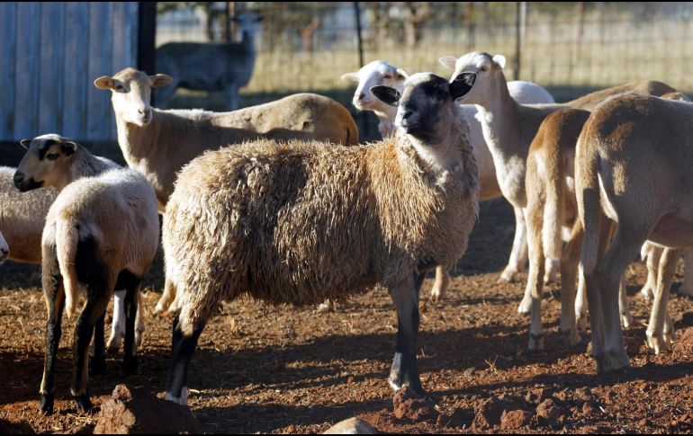 La familia propietaria de los borregos pidió a las autoridades que permitan acercar agua y alimento a los animales, ya que llevan dos días sin consumir nada, por lo que podrían morir. EL INFORMADOR / ARCHIVO