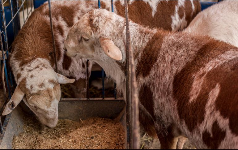 Los animales habían sido amarrados para pastorear dentro del perímetro de la escuela, por lo que autoridades los aseguraron en lo que los dueños los reclamaban. EL INFORMADOR/ARCHIVO