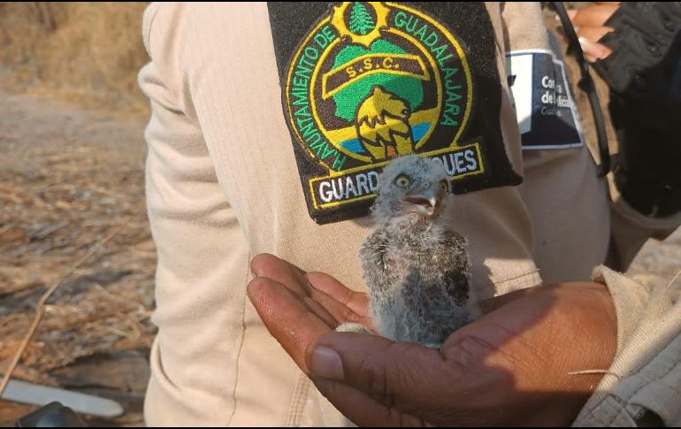 La cría de una especie protegida de búho estará en observación y debe crecer antes de ser liberada. ESPECIAL
