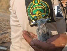 La cría de una especie protegida de búho estará en observación y debe crecer antes de ser liberada. ESPECIAL