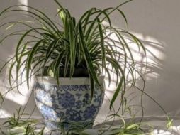 Muchas de las plantas de interior son útiles para refrescar el hogar, por lo que para esta temporada de calor pueden ser además de una forma de decorar los espacios. ESPECIAL / Photo by Susan Wilkinson on Unsplash.