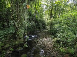 El cambio climático está afectando la vida de los árboles en los bosques tropicales de Australia. EFE/ARCHIVO